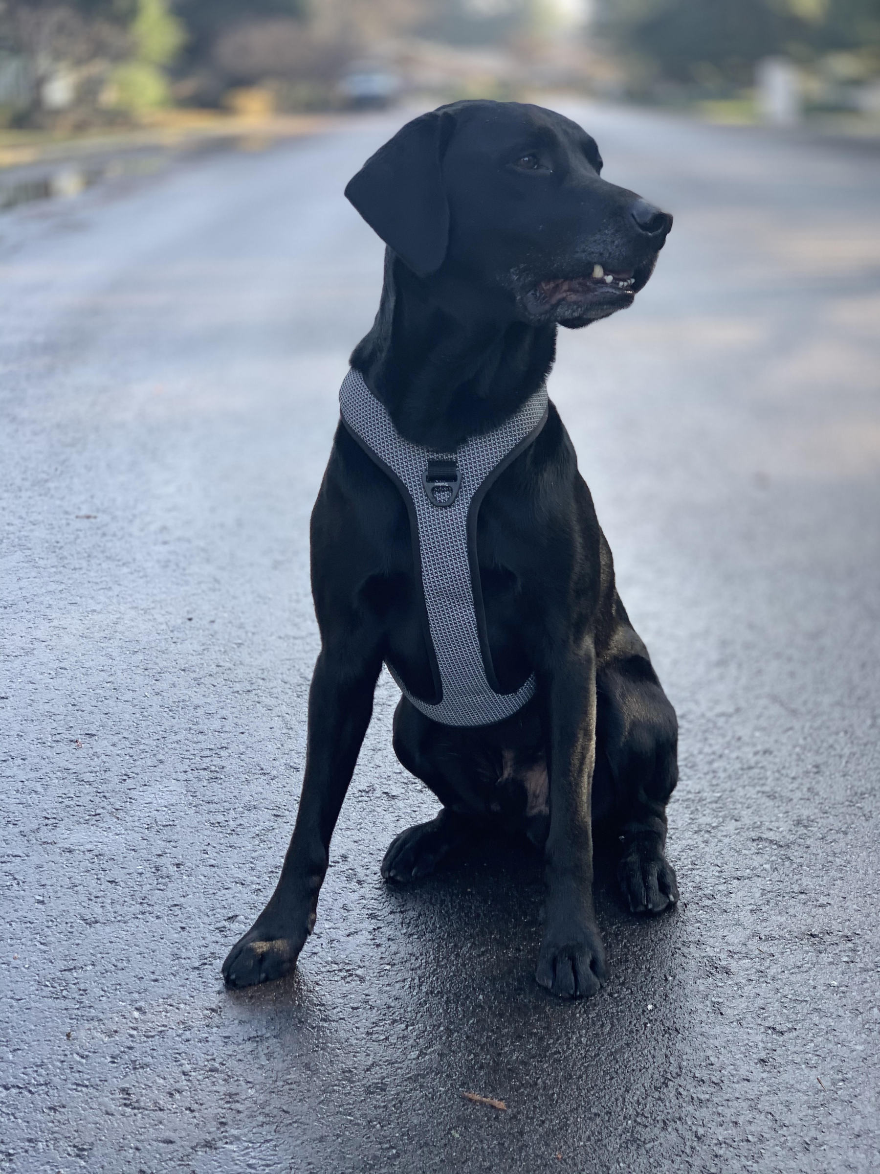 Truelove Reflective Breathable Adjustable Dog Harness