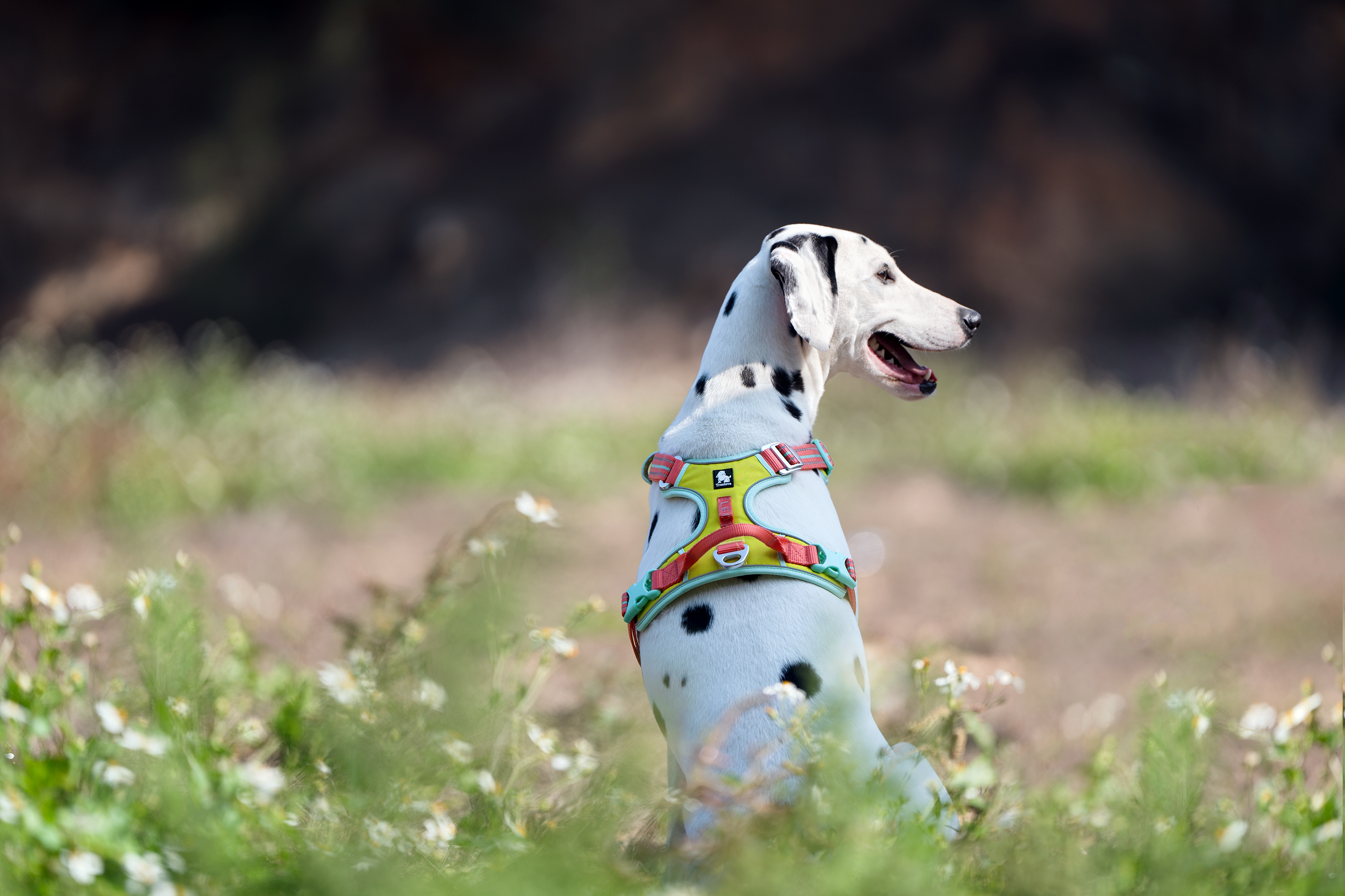 Truelove VividFit No Pull Pet Harness (TLH5657) – TrueloveUS