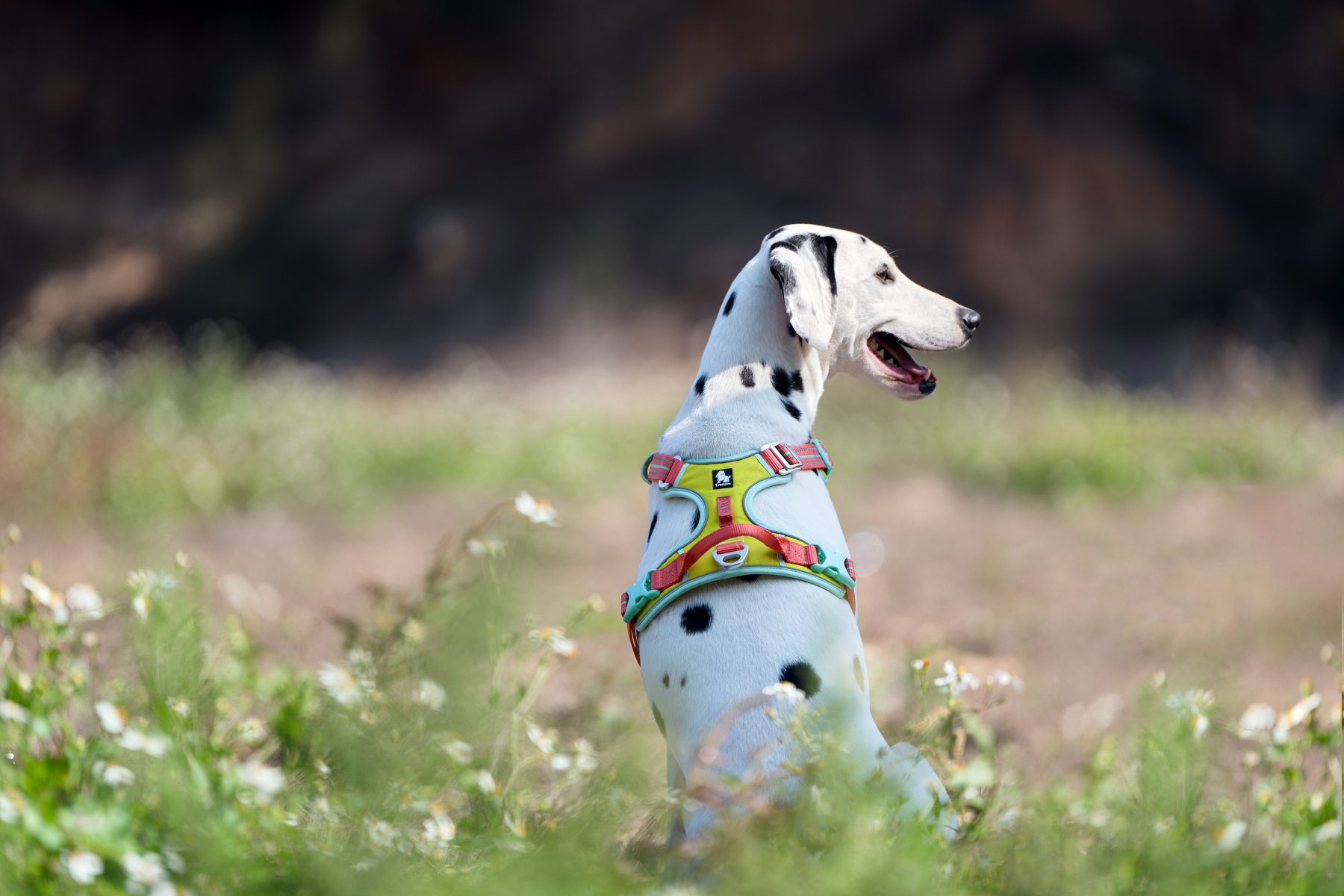 Truelove VividFit No Pull Pet Harness (TLH5657)