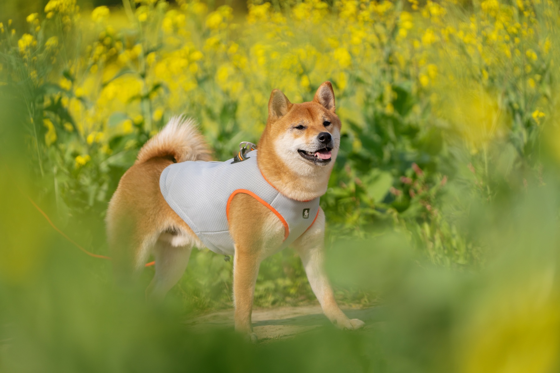 Truelove Cooling Vest for Dogs (TLG2511)