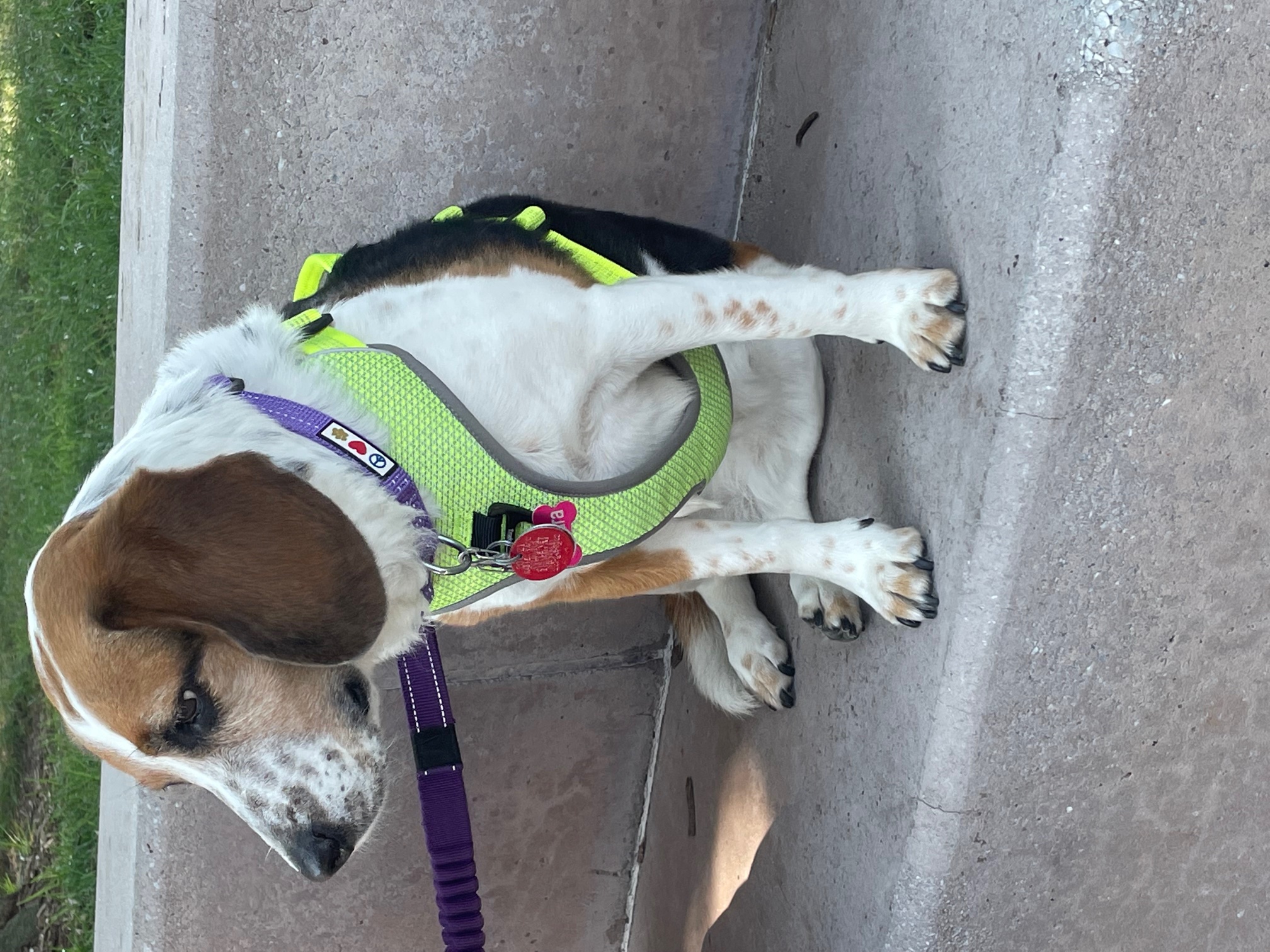 Truelove Reflective Breathable Adjustable Dog Harness