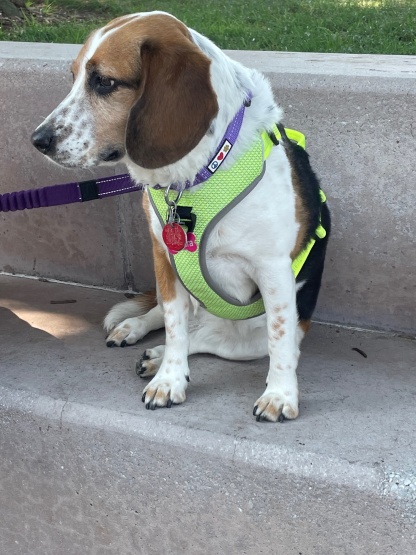 Truelove Reflective Breathable Adjustable Dog Harness