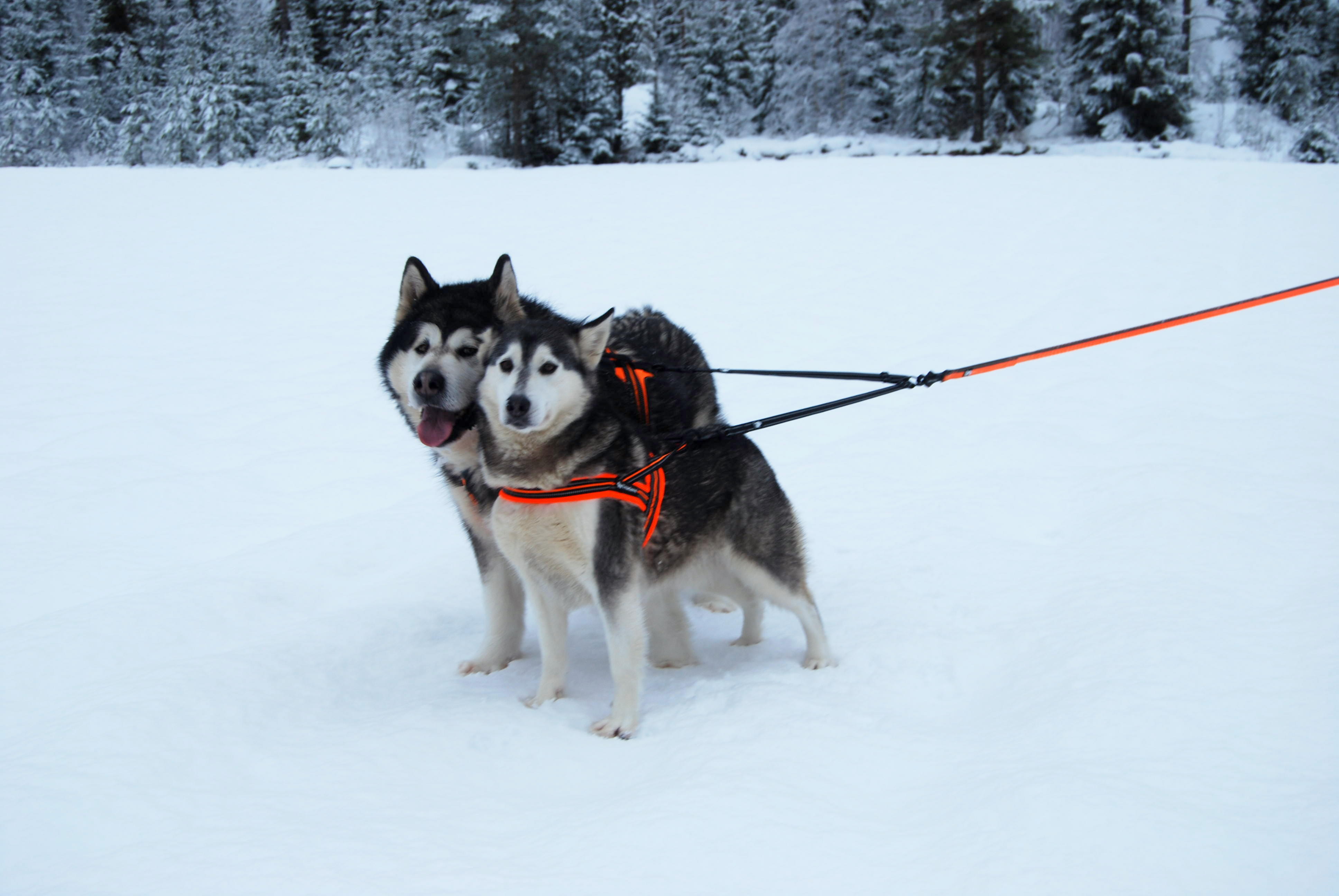 Truelove Nylon 2 in 1 Dog Leash (TLL2371)