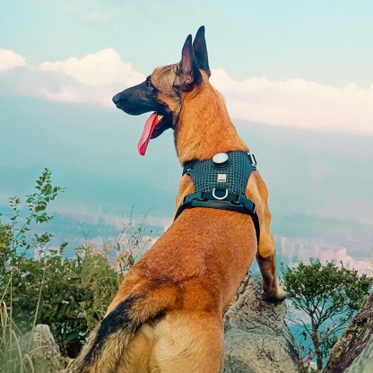 Truelove High-Tech Harness with LED Light and GPS Tracker Holder Innovative Harness