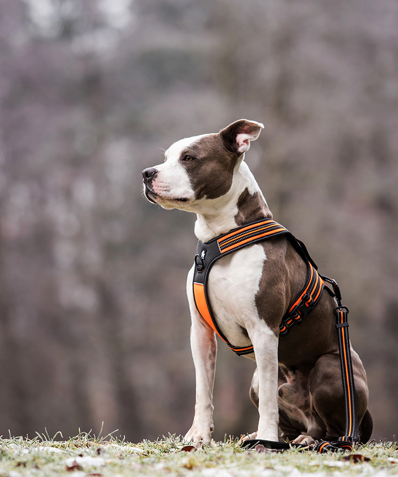 Truelove Soft Padded Handle Reflective Dog Harness (TLH5551)