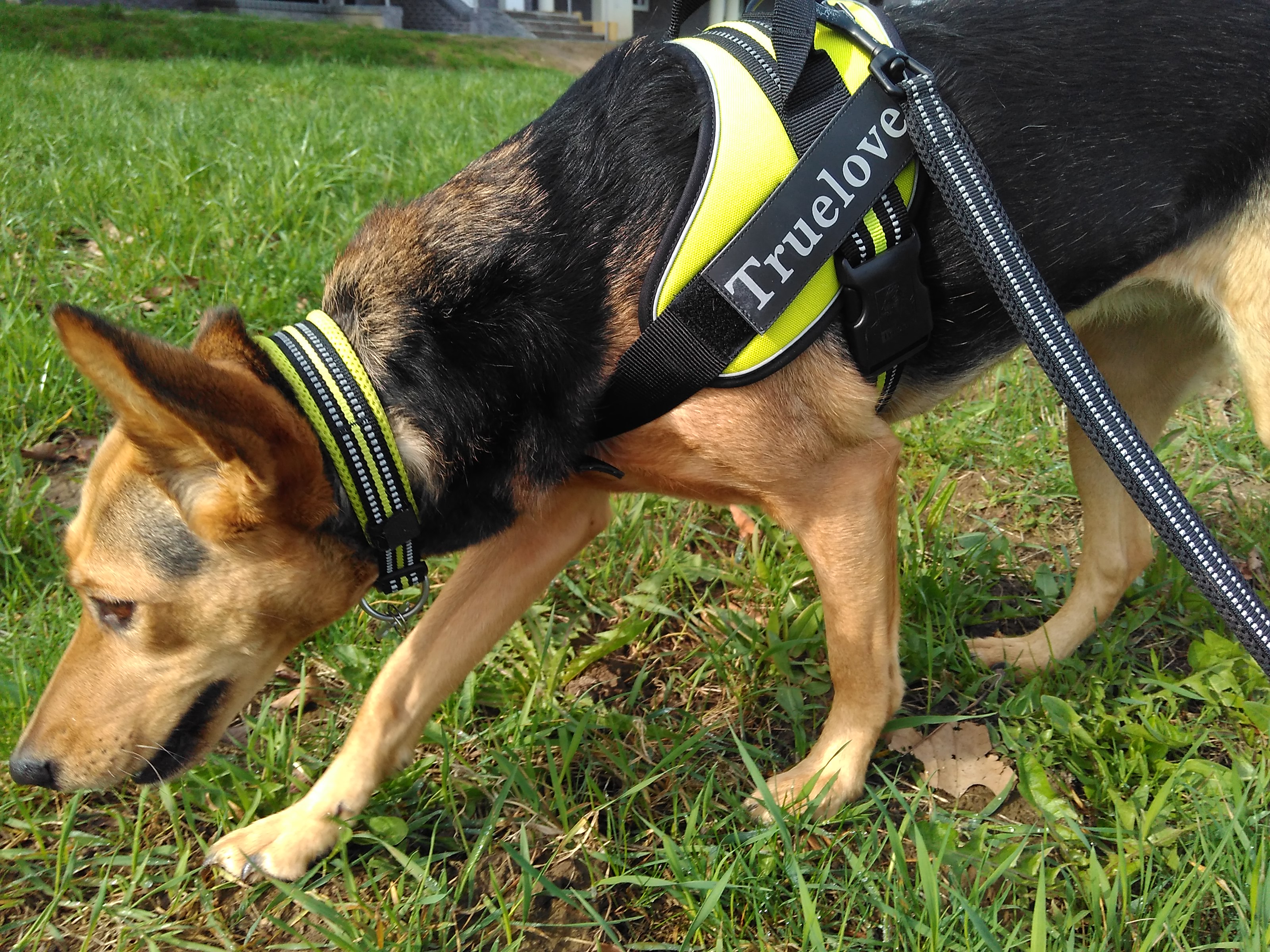 Truelove Lightweight Training Pet Collar with Adjustable Buckle Reflective Dog Tactical Collar (TLC5011)