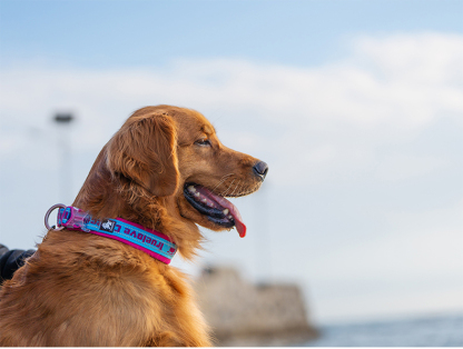 Truelove Reflective Padded Pet Collar for Safety and Comfort (TLC50121)