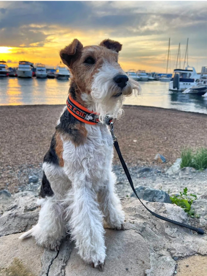 Truelove Reflective Padded Pet Collar for Safety and Comfort (TLC50121)