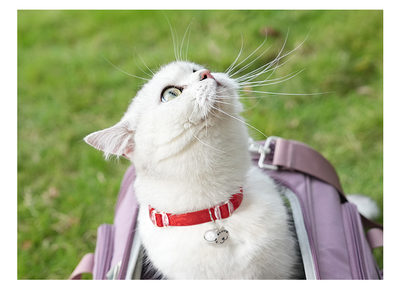 Truelove Comfort Fit Lightweight and Durable Cat Collar (TLC5313)