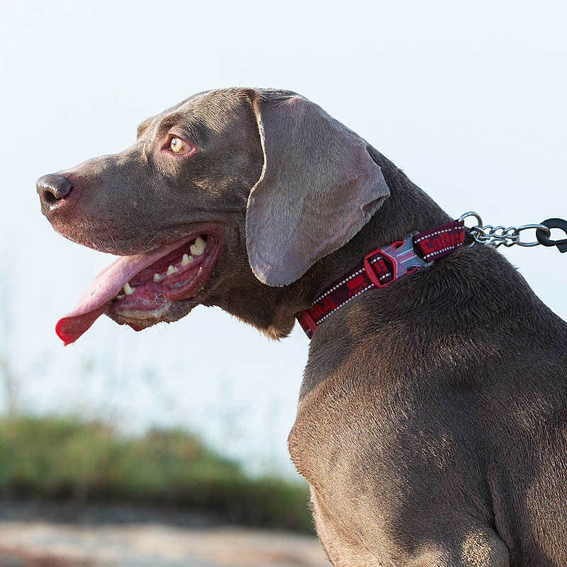 Truelove Dog Collar with Stainless Steel Chain (TLC5372)