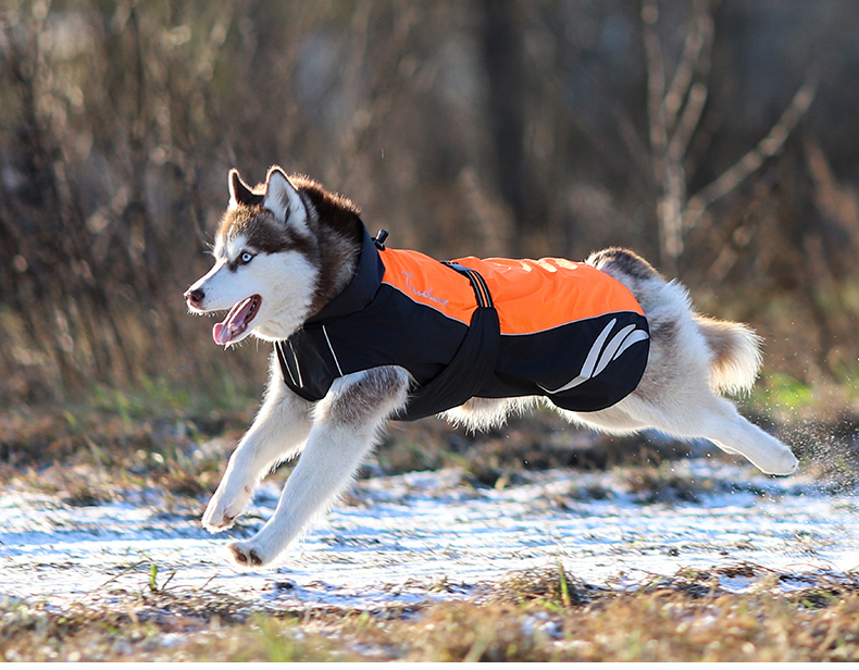 Truelove Premium Waterproof and Windproof Outdoor Dog Jacket (TLG2471)