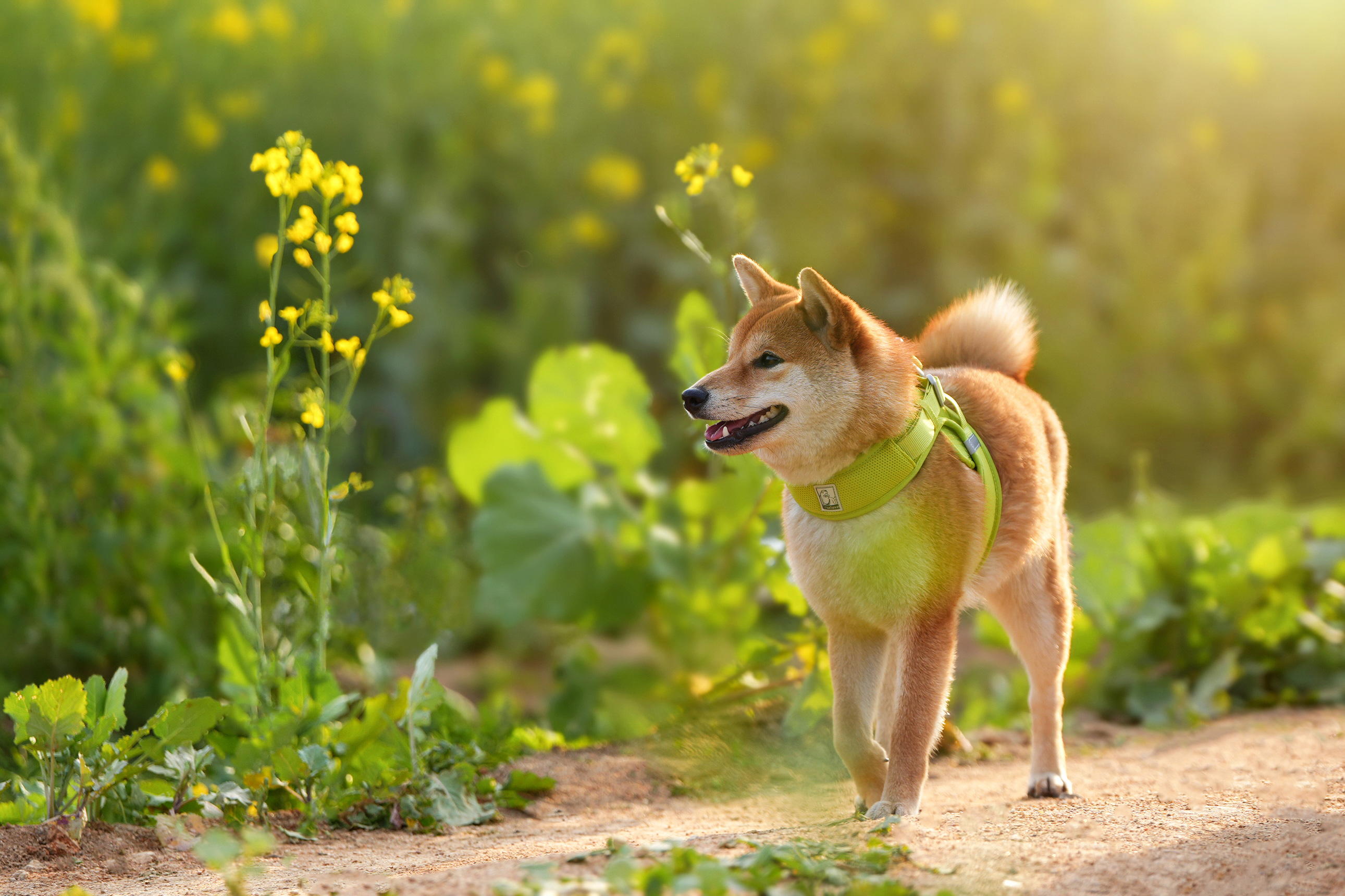Truelove Breathable Soft Dog Vest