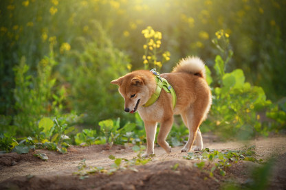 Truelove Breathable Soft Dog Vest