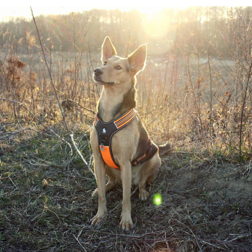 Truelove Soft Padded Handle Reflective Dog Harness