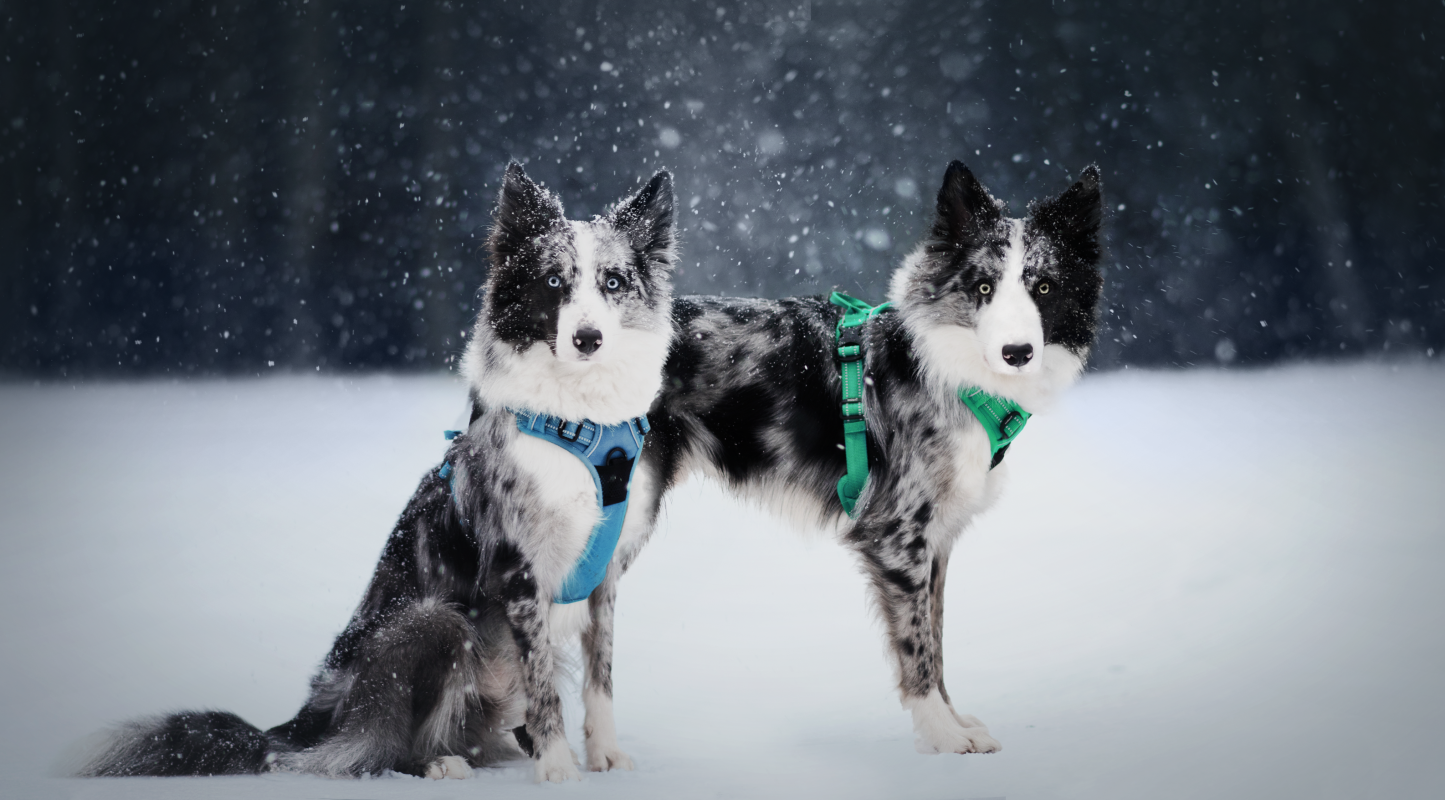 Truelove No-pull Outdoor Dog Harness