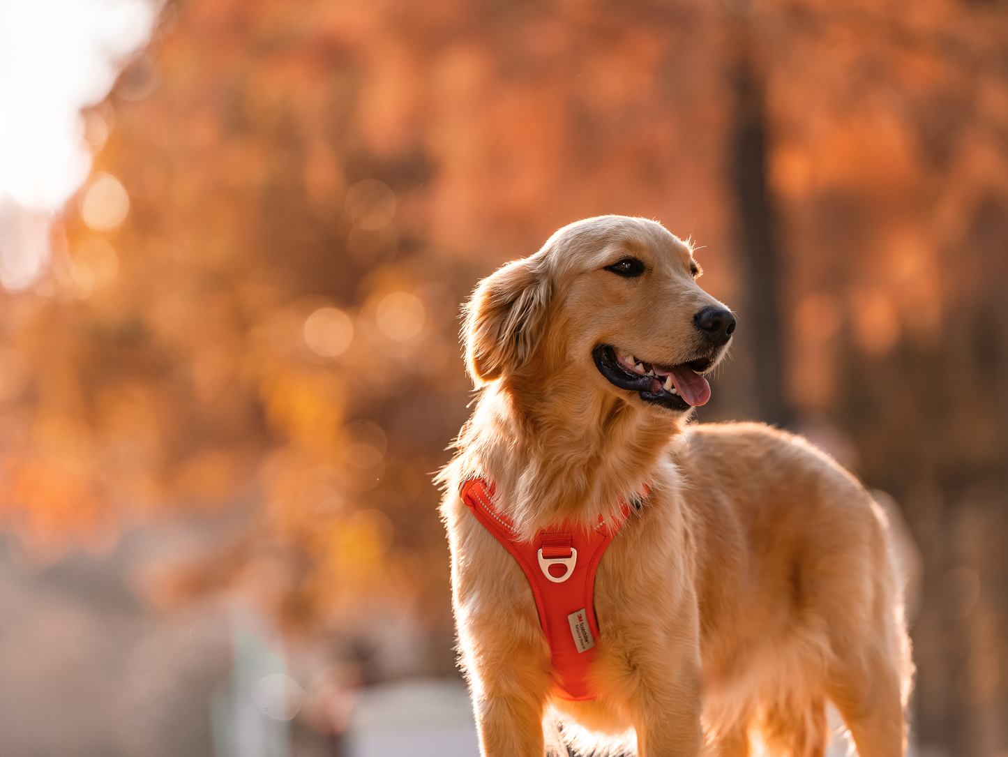 Truelove Ultra-Durable CORDURA Harness with Night Visibility (TLH5654)