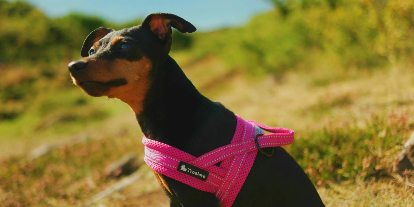 Truelove Mesh Padded Soft Breathable Dog Harness