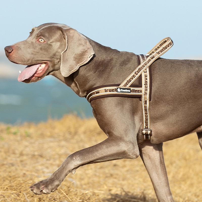 Truelove Convenient Comfortable Dog Harness
