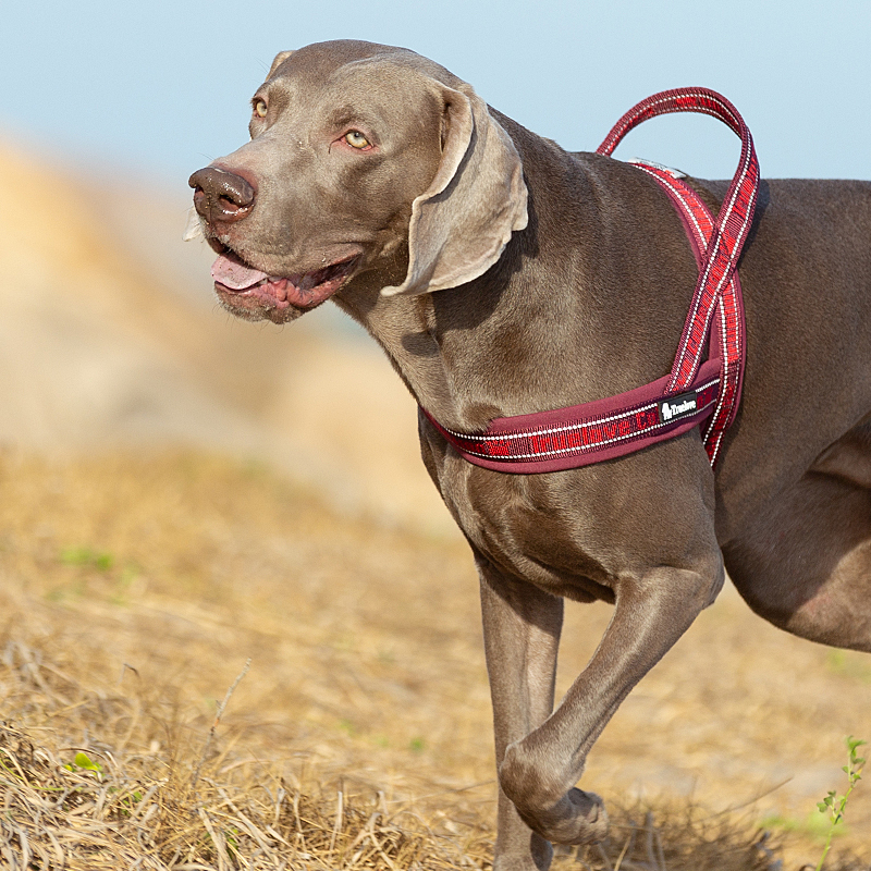 Truelove Convenient Comfortable Dog Harness