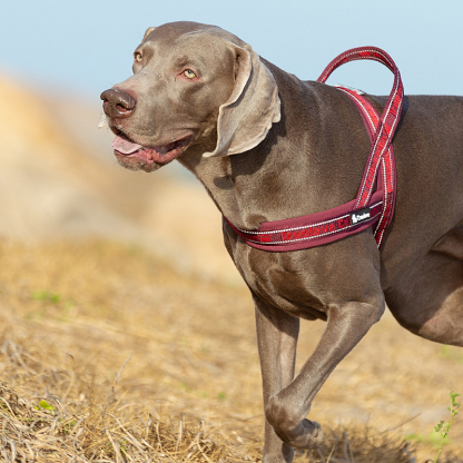 Truelove Convenient Comfortable Dog Harness