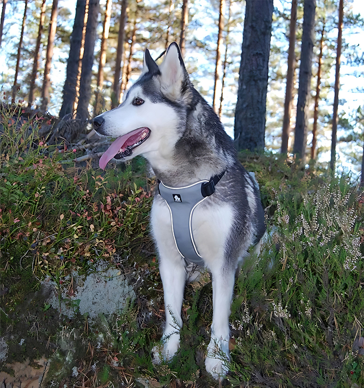 Truelove Reflective Comfort Adjustable Pet Vest (TLH5951)