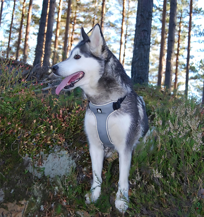 Truelove Reflective Comfort Adjustable Pet Vest (TLH5951)