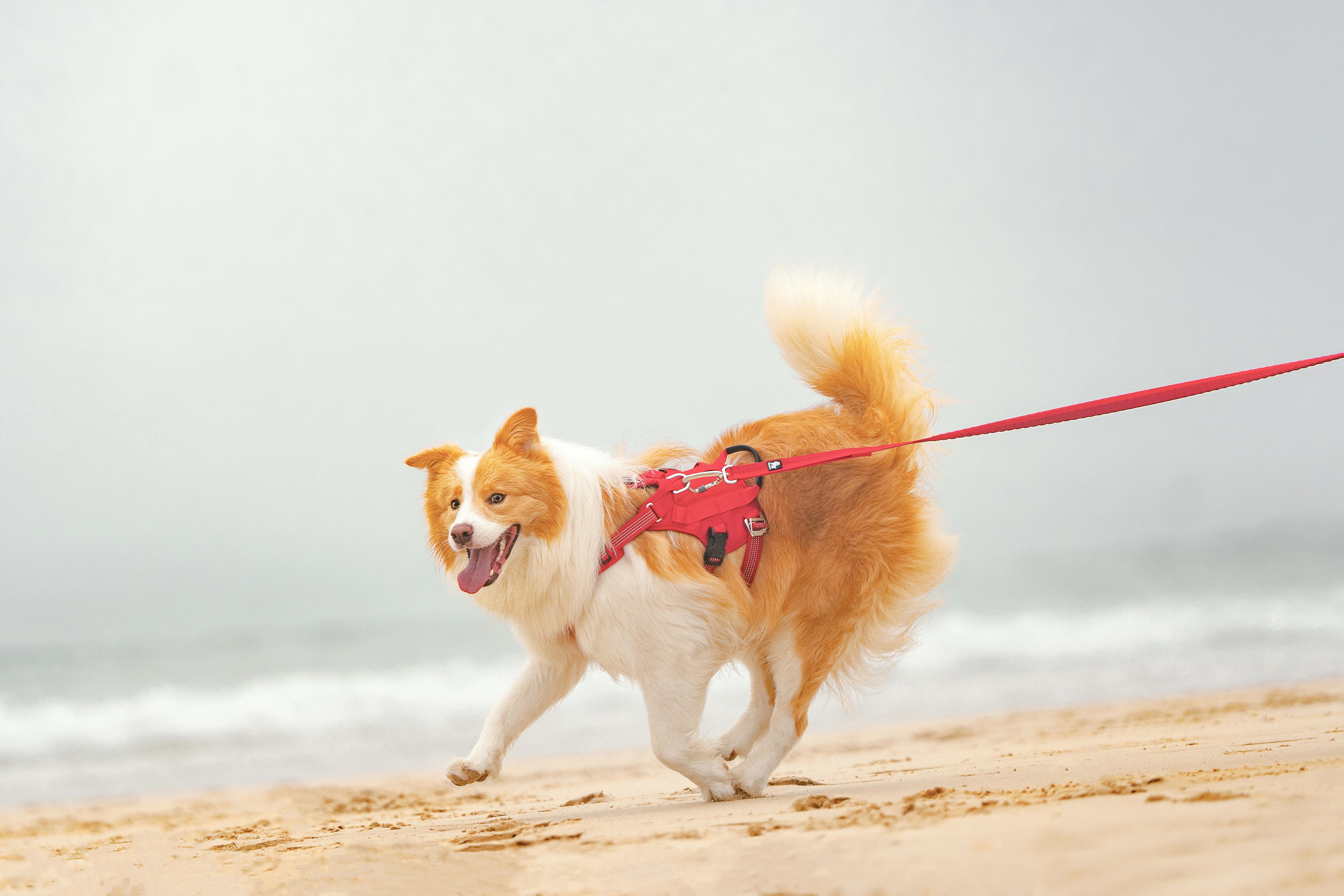 Truelove Escape-proof Reflective Tactic Dog Harness (TLH7011)