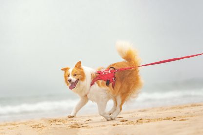 Truelove Escape-proof Reflective Tactic Dog Harness (TLH7011)