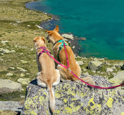 Truelove Nylon Dual Dog Leash Coupler (TLL2372)