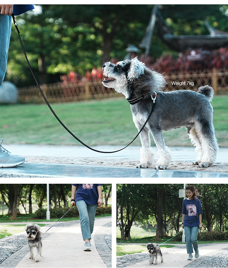 Truelove’s Reflective Lightweight Leash: Nighttime Safety, Daytime Convenience (TLL2772)