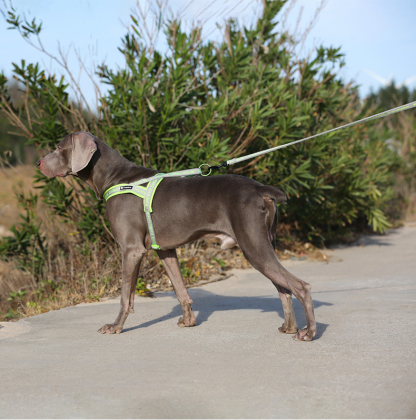 Truelove Neoprene Padded Handle Dog Leash for Comfortable Walks (TLL3071)