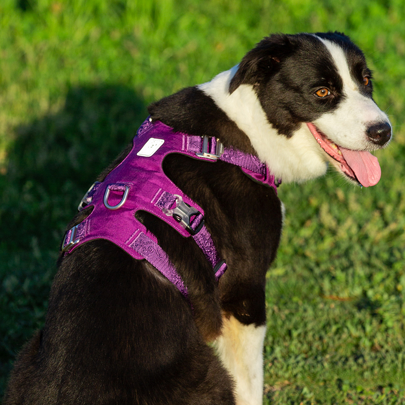 Winhyepet Double H Ultra-Light Safety Harness without reflective (YH1807)