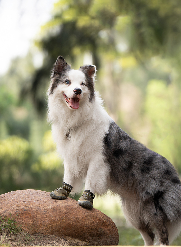 Winhyepet Explorer dog boots (YS1891)