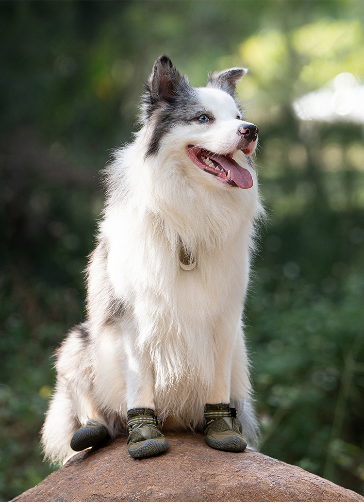 Winhyepet Explorer dog boots (YS1891)