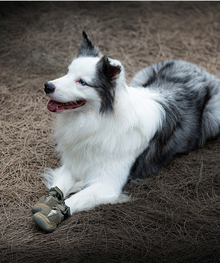 Winhyepet Explorer dog boots (YS1891)