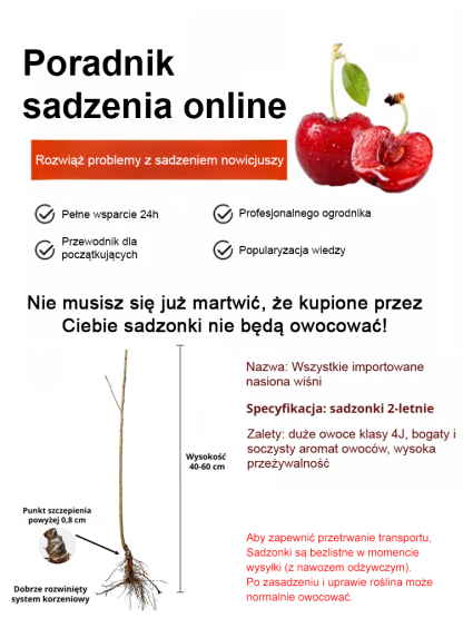 【Brak owoców, pełny zwrot kosztów】🍒Zbierz słodkie czereśnie już w tym maju! Ultramrozoodporna 2-letnia sadzonka 🌳