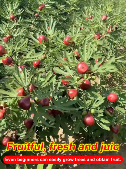 【Gwarancja przeżycia】Dwuletnie ulepszone sadzonki mandarynek cukrowych, nadające się do uprawy w pomieszczeniach i na zewnątrz 🍊