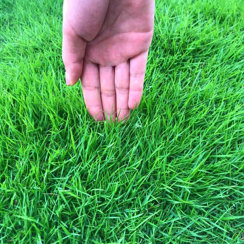 Trawnik Samozagęszczający: Szybki Wzrost 🌱 Brak Koszenia ✂️ Odporność na Mróz ❄️ Gęsta Darń 🌾