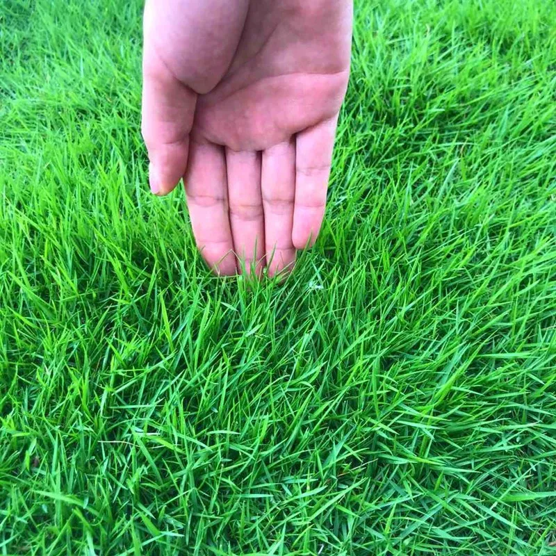 Trawnik Samozagęszczający: Szybki Wzrost 🌱 Brak Koszenia ✂️ Odporność na Mróz ❄️ Gęsta Darń 🌾