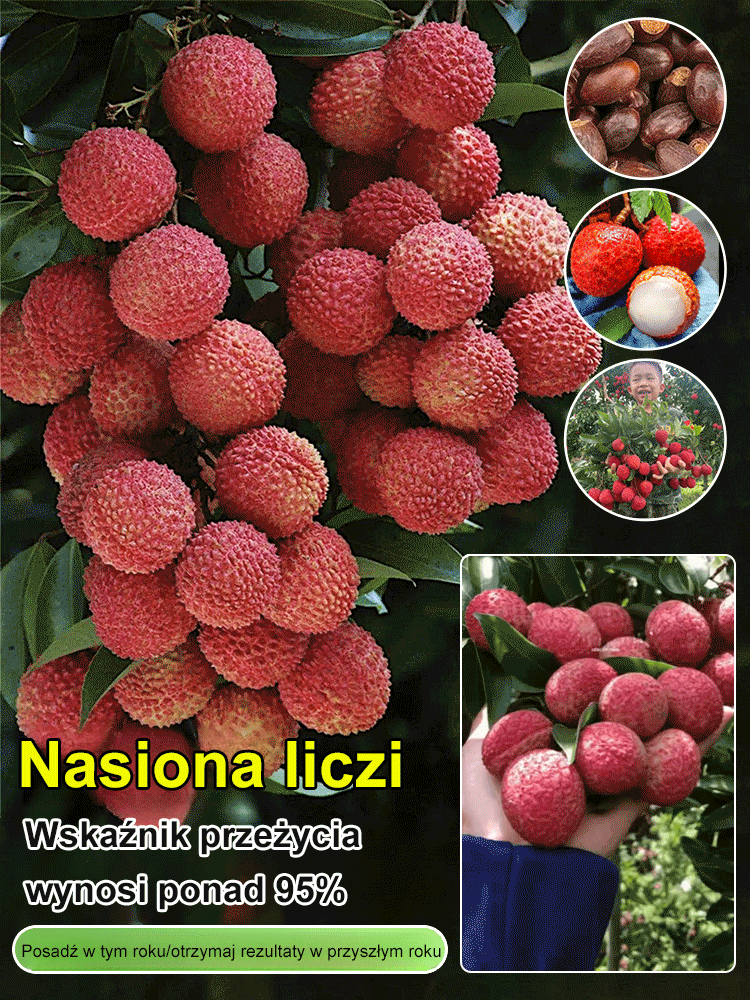 Król Liczi! 🌎 Odmiana liczi, która może być uprawiana na całym świecie! Owoce są większe niż jajka! 🥚✨