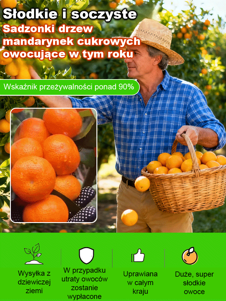 【Gwarancja przeżycia】Dwuletnie ulepszone sadzonki mandarynek cukrowych, nadające się do uprawy w pomieszczeniach i na zewnątrz 🍊