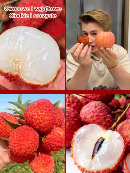 Król Liczi! 🌎 Odmiana liczi, która może być uprawiana na całym świecie! Owoce są większe niż jajka! 🥚✨