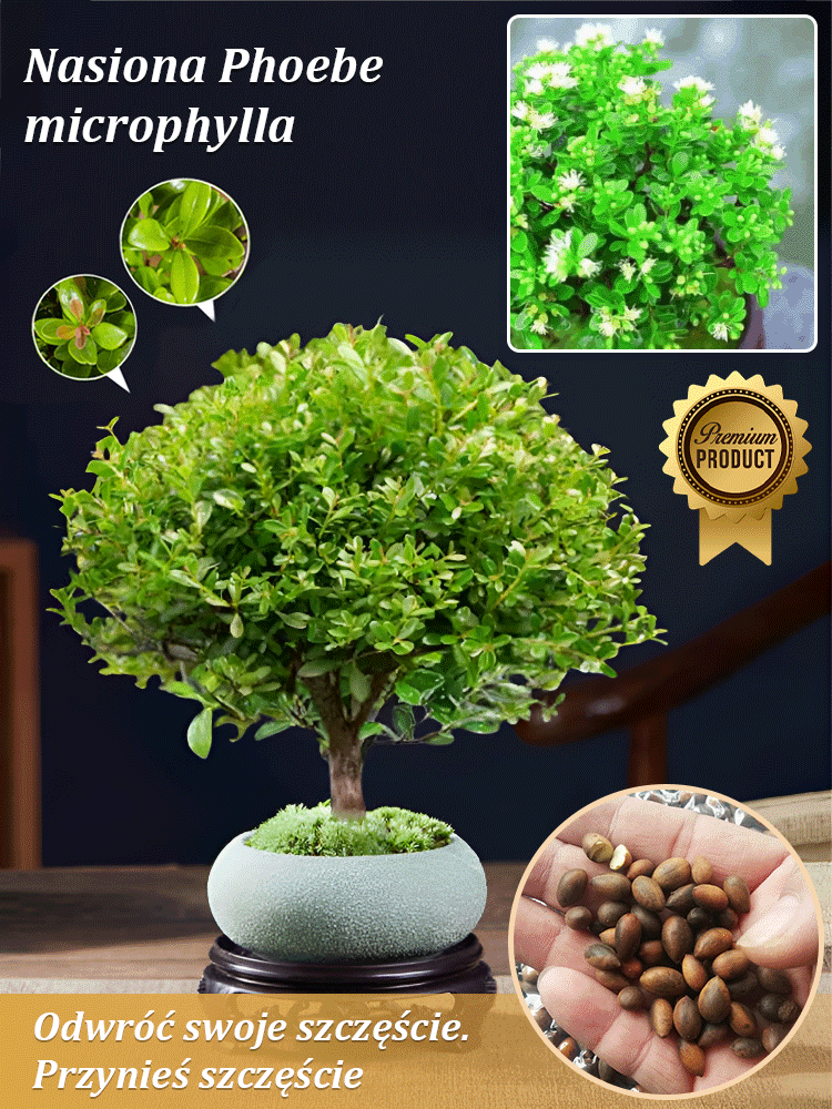 🌱 【Gimozielone przez cały rok】Nasiona Panthus minifolia👇Umieszczenie tej doniczki w domu może przynieść Ci szczęście i szczęście!