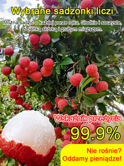 Król Liczi! 🌎 Odmiana liczi, która może być uprawiana na całym świecie! Owoce są większe niż jajka! 🥚✨