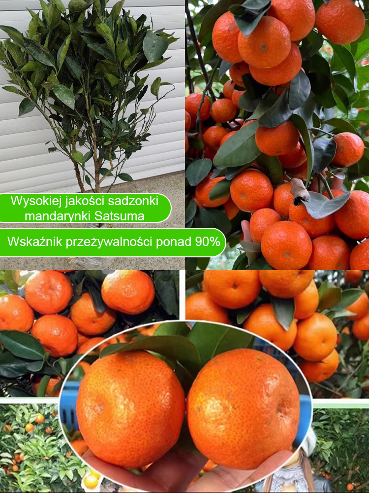 【Gwarancja przeżycia】Dwuletnie ulepszone sadzonki mandarynek cukrowych, nadające się do uprawy w pomieszczeniach i na zewnątrz 🍊