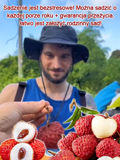 Król Liczi! 🌎 Odmiana liczi, która może być uprawiana na całym świecie! Owoce są większe niż jajka! 🥚✨
