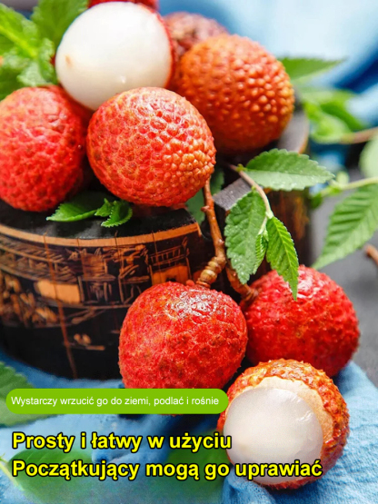 Król Liczi! 🌎 Odmiana liczi, która może być uprawiana na całym świecie! Owoce są większe niż jajka! 🥚✨