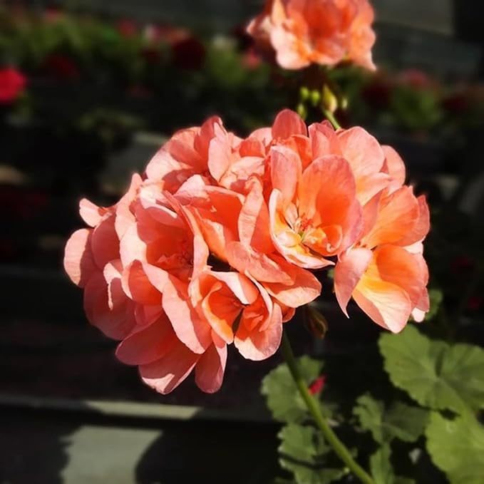 200 Sztuk/worek Nasiona Pelargonii Kwitnące Wielofunkcyjne Pachnące Rustykalne Nasiona Kwiatów Wybór Ogrodników do Parku Nasiona pelargonii
