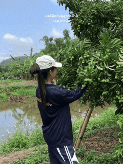 Król Liczi! 🌎 Odmiana liczi, która może być uprawiana na całym świecie! Owoce są większe niż jajka! 🥚✨