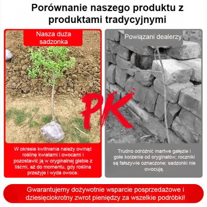 2-letnie sadzonki pekanu amerykańskiego z Teksasu, z dotacją rządową! 🌳 Posadź teraz, zbieraj plony w przyszłym roku! Gwarancja przeżycia! 🍂
